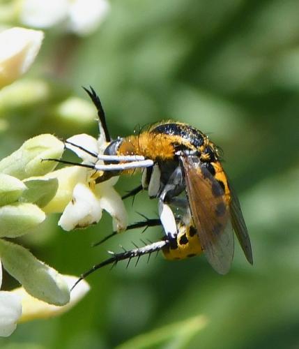 Réf. 236 349 : Toxophora fasciculata